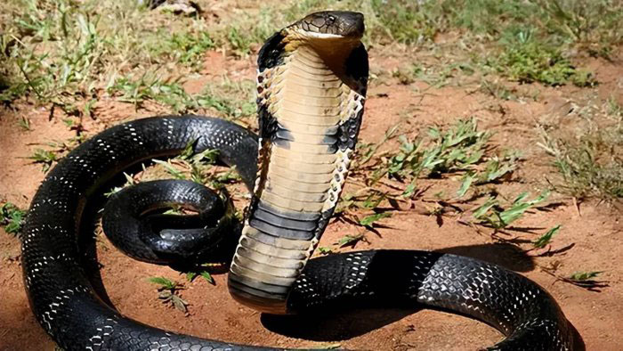 盘点中国最毒的十大毒蛇：眼镜王蛇仅第二，银环蛇排第一