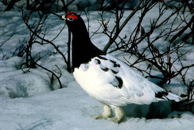 盘点10种生活在北极的鸟类：游隼仅第四，王绒鸭居第一