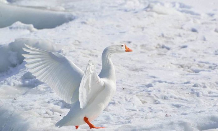 盘点著名的10种白色的鸟类，白凤头鹦鹉夺得冠军