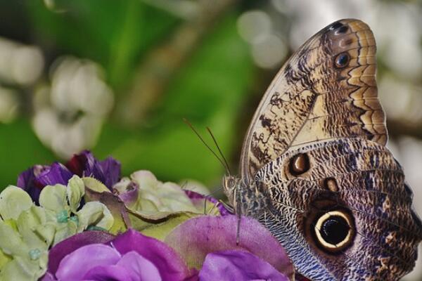 盘点世界上最稀有的10种蝴蝶，金斑喙凤蝶位居榜首