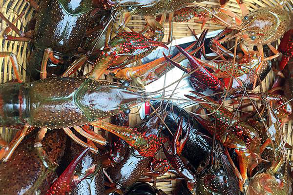 中国十大优质小龙虾产地，中国小龙虾哪里最出名
