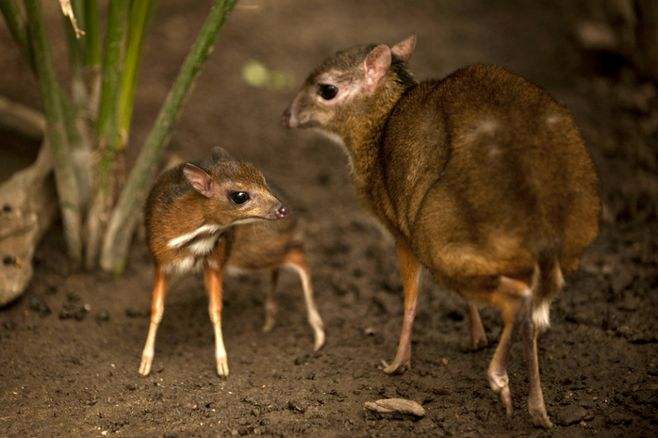 世界上最小的鹿：犀鹿比正常鹿的体型小很多