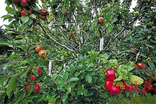 世界上能长出最多品种的果树：可长出250种不同品种苹果