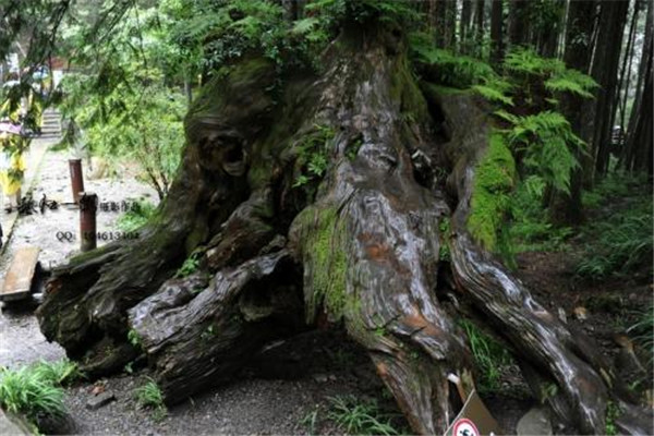 世界上最大的红桧：阿里山红桧树高达60米，胸径达6.5米长