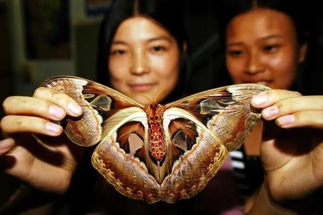 世界上最大的皇蛾蝶：翅展达226毫米，与手掌大小相当