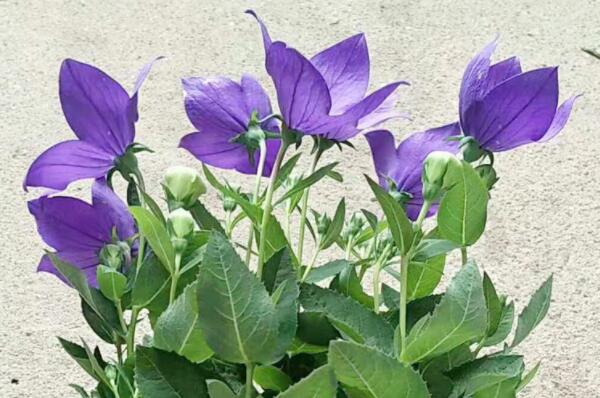 紫色花有哪些品种？10种好看的紫色小花