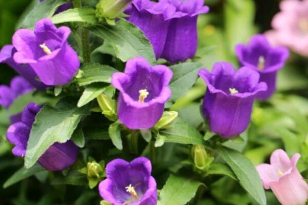 紫色花有哪些品种？10种好看的紫色小花