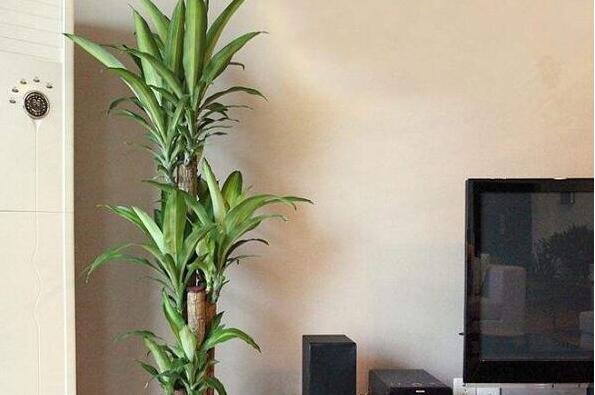 适合室内养的植物有哪些？适合懒人养的室内大型植物