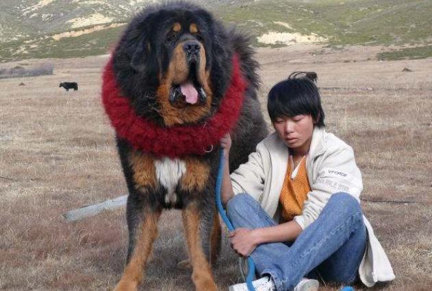 世界10大凶猛的护卫犬