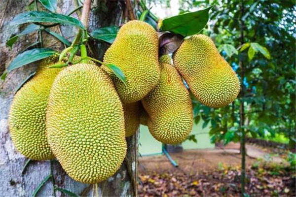 世界上最大的水果，菠萝蜜最重超过59公斤