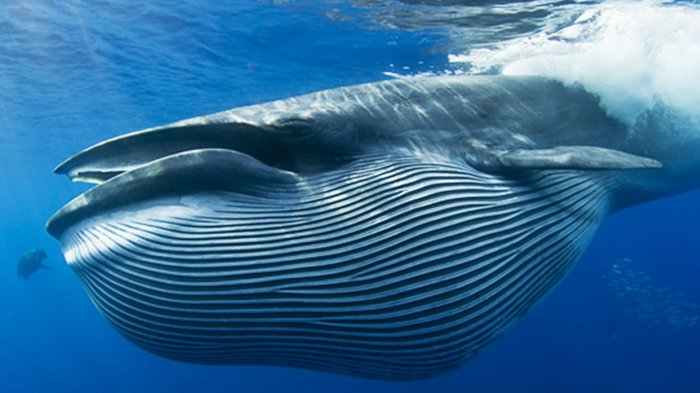 世界上最大的鲸鱼排名前十：蓝鲸一举夺得冠军