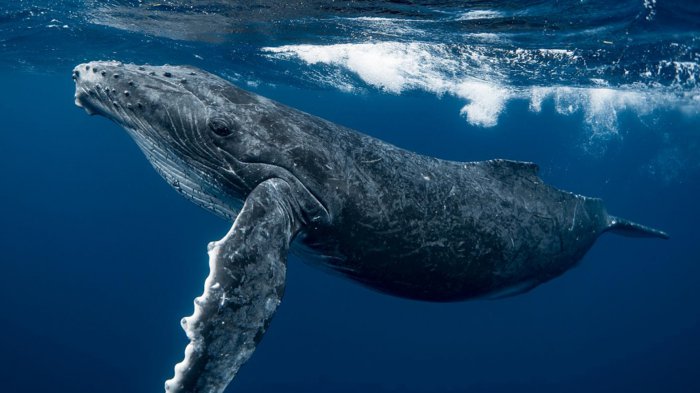 世界上最大的鲸鱼排名前十：蓝鲸一举夺得冠军