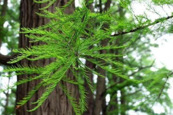 世界耐水的十种树木：水杉上榜，落羽杉居首