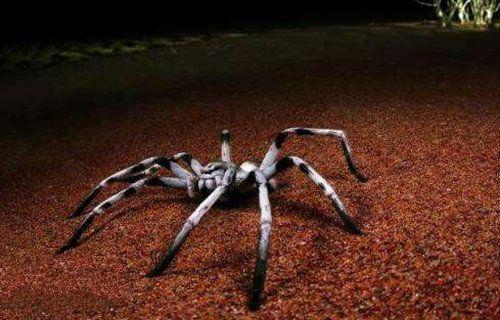 10大最常见的室内蜘蛛