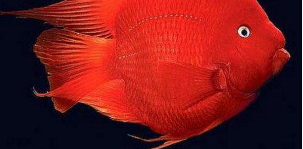 世界上10大最漂亮的热带鱼