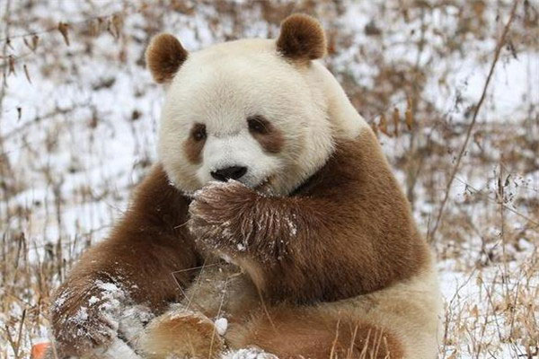 世界上仅存的一只棕色大熊猫