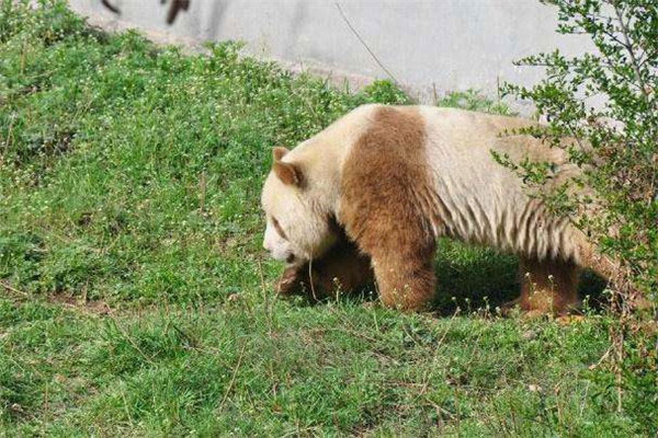 世界上仅存的一只棕色大熊猫