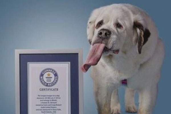 世界上舌头最长的狗