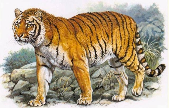 20世纪中国十大灭绝动物：新疆虎、台湾云豹双双上榜