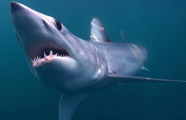 世界上最大的鲨鱼排行榜，鲸鲨体长可达12米
