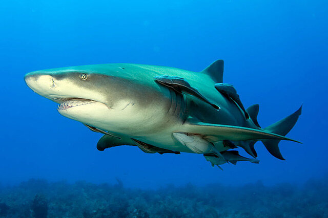 世界上最大的鲨鱼排行榜，鲸鲨体长可达12米
