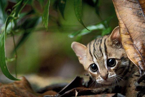 全球10大被禁养的猫科动物