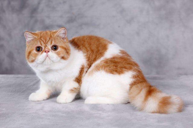 地球上10大最温顺的猫咪