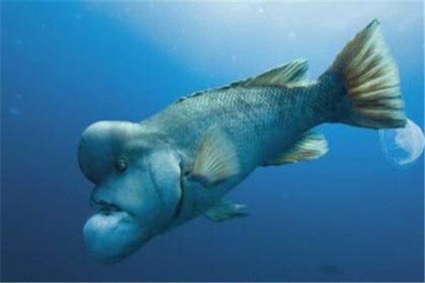 世界10大奇鱼