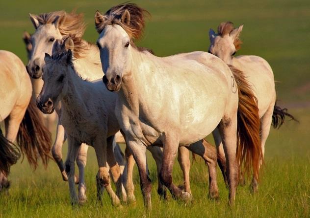 世界最名贵的马有哪些？