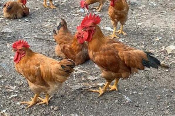 十大携带流感病毒动物：鸡、猪、鸭、鹅全部上榜