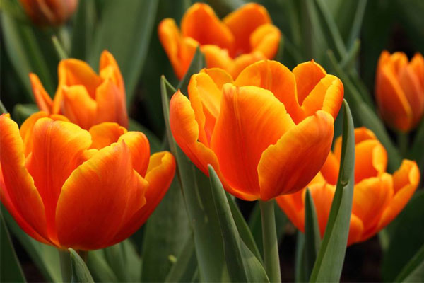 开橙色花的植物有哪些？十大橙色最好看的花