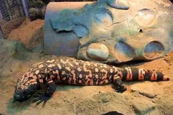 世界著名的十大蜥蜴品种