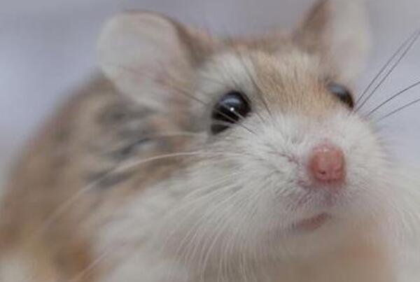 世界八大知名宠物鼠品种