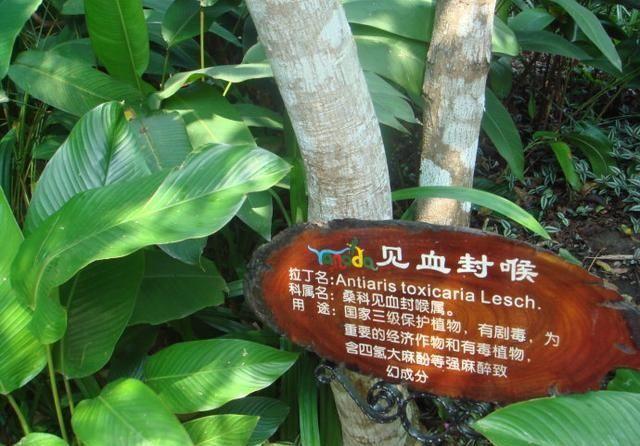 中国八大有剧毒的植物：乌头和断肠草位居前两名