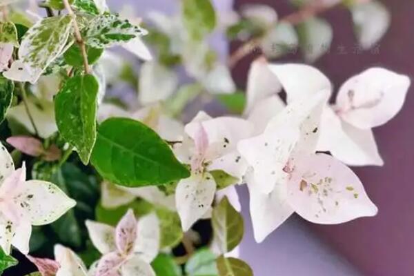 耐阴的十种室内植物花卉：紫露兰位列榜单首位