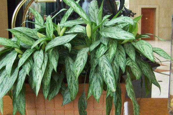 室内耐阴的盆栽植物有哪些？超耐阴的8种室内植物