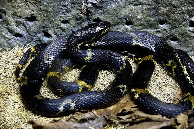 世界十大锦蛇属蛇类排名，玉米锦蛇位列第一名