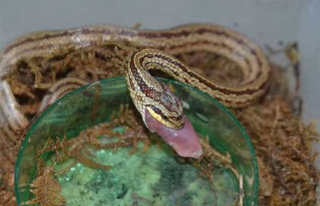 世界十大锦蛇属蛇类排名，玉米锦蛇位列第一名