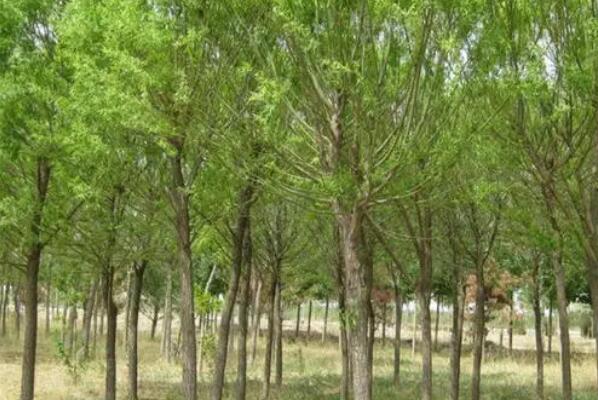 世界十大耐旱树木：胡杨第三，冬樱花排首位
