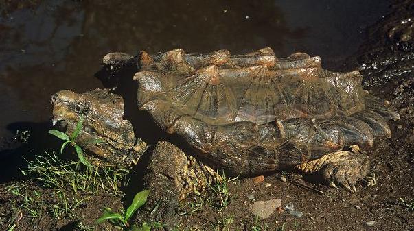 世界十大巨型龟类，大鳄龟竟然排第一名