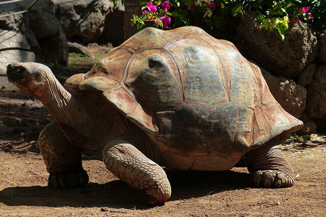 世界十大巨型龟类，大鳄龟竟然排第一名