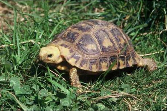 世界十大陆龟排行榜，加拉帕戈斯象龟得第一名