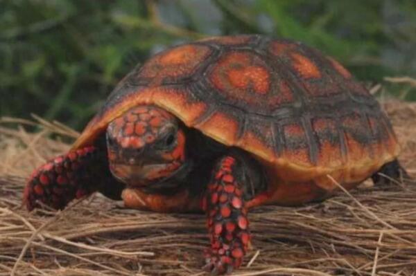 世界十大陆龟排行榜，加拉帕戈斯象龟得第一名