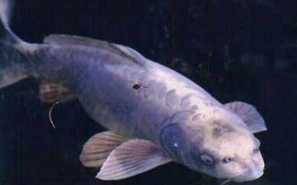 世界上脸最像人类的鱼：人面鱼是混血鲤鱼，长相可爱！