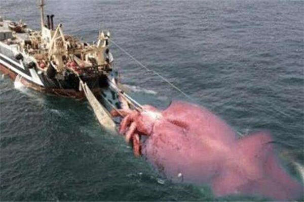 世界上最大的软体动物，大王酸浆鱿体长可达十五米