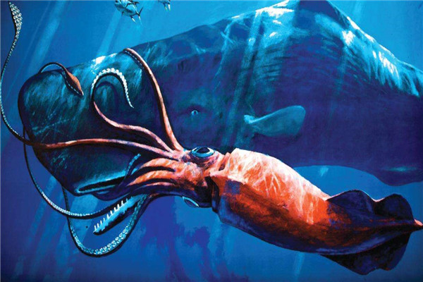 世界上最大的软体动物，大王酸浆鱿体长可达十五米