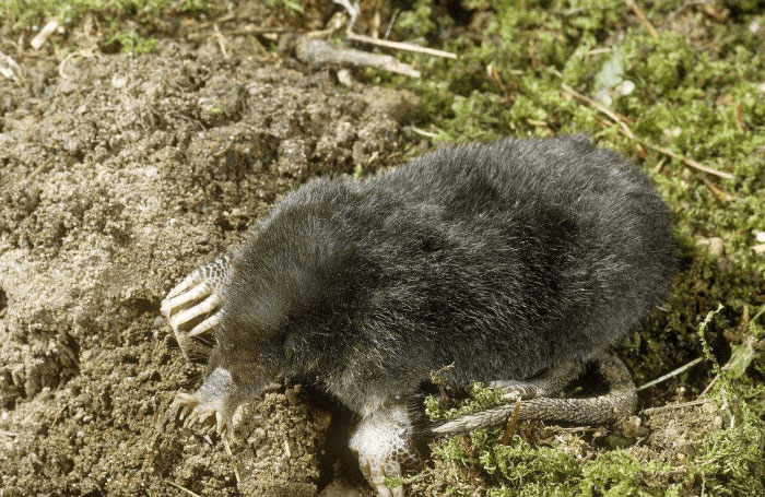 世界上吃东西最快的动物：星鼻鼹鼠进食仅需0.25秒