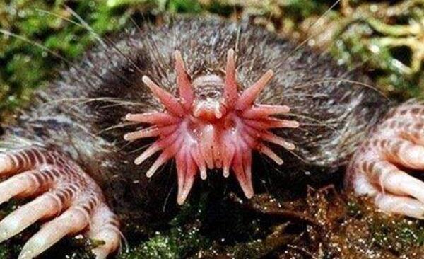 世界上吃东西最快的动物：星鼻鼹鼠进食仅需0.25秒