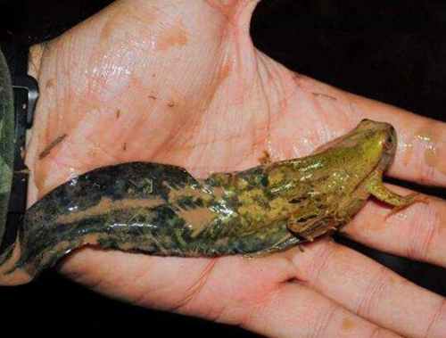 世界上蝌蚪最大的蛙类：蝌蚪25厘米/成体7厘米