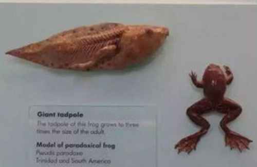 世界上蝌蚪最大的蛙类：蝌蚪25厘米/成体7厘米